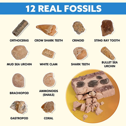 30pcs Fossil and Gemstone Mining Kit